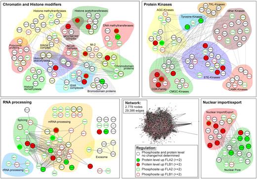 Figure 3. Regulated protein networks in FLA2 versus FLB1 leukemias. Protein abundance and phosphorylation data were analyzed with the STRING database (http://string.embl.de) resulting in a network composed of 2779 nodes and 29 386 edges. A GO analysis was performed for extracting significant (P < .05) subsets of proteins differentially regulated in FLA2 and FLB1 leukemias. Shown are the 4 most significant subnetworks affected: chromatin and histone modifiers, protein kinases, RNA processing, and nuclear import/export. Proteins/nodes are grouped according to their function and/or family. Color code indicates differentially expressed and/or phosphorylated proteins in FLA2 and FLB1 leukemias as described in the caption.