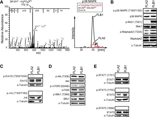 Figure 4. Increased activation of p38 MAP kinase is inversely correlated with LSC activity. (A) MS/MS spectrum (left panel) of phosphopeptide-enriched FLB1 extracts showing phosphorylation on threonine 180 (T180) and tyrosine 182 (Y182) in the activation loop of p38 MAPK. The amino acid sequence is displayed with the corresponding to y-type ion fragments. Ion chromatogram (right panel) of the p38 MAPK phosphopeptide HTDDEMpTGpYVATR (encompassing the activation site) in cytosolic extracts shows an ∼ 3-fold up-regulation in FLB1. Mass spectrometry analyses were performed in biologic triplicates. (B) Western blot analysis of the phosphorylation status of p38 MAPK, Msk1, and Mapkapk2 in FLA2 and FLB1 specimens. (C) Western blot analysis of the phosphorylation status of Erk1/2 and Jnk kinases in FLA2 and FLB1 specimens. (D) Western blot analysis of the phosphorylation status of Akt, mTOR, and S6k1 kinases in FLA2 and FLB1 specimens. (E) Western blot analysis of the phosphorylation status of STAT1/3/5 in FLA2 and FLB1 specimens. α-tubulin was used as a loading control. All Western blots shown are representative results from 3 independent experiments using 5 different samples for each leukemia per experiment.