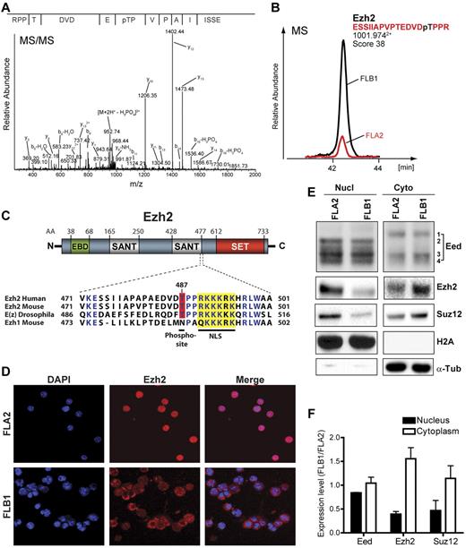 Figure 5. Differential phosphorylation and localization of PRC2 proteins in LSCs. Ezh2 is differentially phosphorylated at threonine 487 (T487) in FLB1 and FLA2 leukemias. (A) MS/MS spectrum of phosphopeptide-enriched FLB1 extracts showing the phosphosite on Ezh2 T487. (B) Ion chromatogram of the phosphopeptide ESSIIAPVPTEDVDpTPPR in nuclear extracts shows an ∼ 3-fold up-regulation in FLB1 cells. Mass spectrometry analyses were performed in triplicates. (C) Ezh2 primary protein structure and amino acid alignment of the region encompassing the identified T487 phosphorylated residue. The putative nuclear localization site (NLS, yellow box) is well conserved through evolution and in the mouse Ezh1 paralog. The phosphosite T487 is also well conserved but not present in Ezh1. Amino acid delimitation of Eed-binding domain (EBD), SANT, and SET domains are shown. (D) Differential localization of Ezh2 in FLB1 and FLA2 cells as shown by confocal microscopy using anti-Ezh2 antibody. Although Ezh2 is mainly nuclear in FLA2, it is predominantly cytoplasmic in FLB1 leukemic cells. (E) Western blot analysis of nuclear and cytosolic extracts from FLA2 and FLB1 leukemias for the core PRC2 complex proteins Eed, Ezh2, and Suz12 (representative results from replicate experiments using 4 different samples for each leukemia per experiment). Ezh2, Suz12, and specific isoforms of Eed are differentially localized in the nucleus and the cytoplasm. (F) Differences in nuclear and cytoplasmic abundance for Eed, Ezh2, and Suz12 in FLA2 and FLB1 cells. Levels were determined by analyzing the density of immunoblot signals using the Multi-Gauge imaging software from FUJIFilm. Graph represents the mean from 4 different samples for each leukemia.