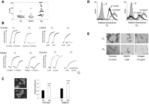 Figure 1. Increased bleeding time and aggregation defects in platelets from E2-treated mice. (A) Tail bleeding times of ovariectomized (-E2), sham-operated (Sham), and ovariectomized E2-treated mice (+E2) were monitored. The experiment was stopped after 30 minutes if no cessation of blood flow occurred (> 30). Each point represents 1 individual. (B) Aggregation of washed platelets from ovariectomized mice treated or not with E2 was initiated by the addition of thrombin, the thromboxane A2 analog U46619, collagen, or the GPVI agonist convulxin and assessed with a chrono-log dual-channel aggregometer with stirring at 900 rev/min. Tracings are representative of at least 5 independent experiments. (C) Scanning electron micrographs of platelets from ovariectomized mice treated or not with E2 and stimulated by thrombin in suspension and under nonaggregating conditions (scale bar: 1 μm). Filopodia length was measured using ImageJ software from scanning electron micrographs. Platelets from E2-treated mice stimulated by thrombin (0.3 IU/mL) or U46619 (3μM) exhibit longer filopodia than platelets from ovariectomized mice. Results are mean values ± SEM from 3 independent experiments and at least 75 platelets. ***Significant difference (P < .001). (D) The binding of labeled fibrinogen to platelets from ovariectomized mice treated or not with E2 and activated by thrombin (0.1 and 0.3 IU/mL) for 10 minutes was measured by flow cytometry. A representative example of 3 independent experiments is shown. R indicates resting. (E) Platelets were activated as described in panel B then fixed with 1.5% paraformaldehyde for 30 minutes at room temperature and observed using differential interference contrast with a Nikon Eclipse TE 2000-U equipped with a 10× objective and a DXM 1200 digital camera (scale bar: 40 μm).