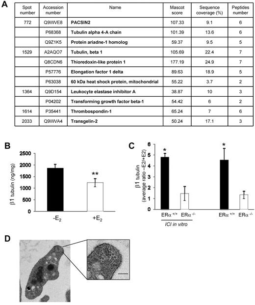 Figure 7. E2 treatment impacts on the platelet proteome. (A) Platelets from 3 or 4 mice treated or not with E2 were pooled, and proteins were labeled with CyDye DIGE Fluor Minimal Dyes as described in supplemental Methods. Results from mass spectrometry analysis are summarized in a table showing accession numbers, names, Mascot score, sequence coverage, and number of peptides for each of the 5 excised spots. The experiment was repeated 3 times. Spots displaying a ≥ 1.5 increase or decrease in abundance with a P value < .05 were selected for protein identification. (B) Level of β1 tubulin in platelets from ovariectomized mice treated or not with E2 (n = 7 and n = 8, respectively) quantified by a specific ELISA test. Results are mean values ± SEM. **Significant difference (P < .01). (C) Average ratios (−E2/+E2) of β1 tubulin expression in megakaryocytes from mice ERα+/+ or ERα−/−. Progenitor cells isolated from bone marrow of mice treated with E2 (n = 4 in each group) or not (n = 3 in each group) were incubated or not with the anti-estrogen ICI 182780 (10−6M) along the differentiation process. Four or 5 days after addition of thrombopoietin (100 ng/mL), Megakaryocytes (MKs) were lysed and their β1 tubulin content was analyzed using the ELISA test. *Significant difference (P < .1) between mice treated or not with E2 in each group (ERα+/+ or ERα−/−). (D) Representative transmission electron microscopy images of a resting platelet from E2-treated mice showing the microtubule coils in the marginal band (scale bar: 0.1 μm).