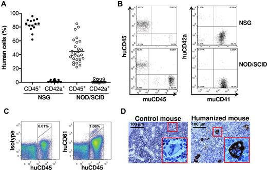 Figure 1. Human CD45+ PBMC and platelet reconstitution in humanized mice. Sublethally irradiated NOD/SCID/γc−/− (NSG; n = 14) and NOD/SCID (n = 28) mice were transplanted with human CD34+ fetal liver cells alone or along with human fetal thymic tissue, and the levels of human CD45+ PBMCs and platelets in blood were analyzed between 9 and 18 weeks after human cell/tissue transplantation. (A) Percentage of human CD45+ cells in PBMCs and of human CD42a+ platelets in peripheral blood. Each symbol represents an individual mouse. (B) Flow cytometry profiles of humanized mouse PBMCs stained with anti–human CD45 and anti–mouse CD45, and platelets stained with anti–human platelet marker CD42a and anti–mouse platelet marker CD41. (C) Representative flow cytometry profiles of bone marrow cells from humanized mice stained with anti–human CD45 and CD61 (right), or with isotype control monoclonal antibodies (left). (D) Immunohistologic staining of bone marrow sections with anti–human CD61. Shown are samples from representative control (left) and humanized (right) mice.