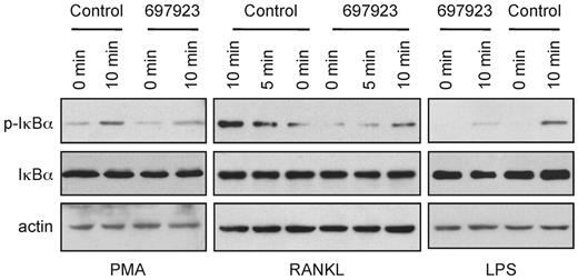 Figure 3. NSC697923 appears to inhibit NF-κB activation by multiple stimuli. SUDHL-6, RAW264.7, and MEF cells were treated with NSC697923 or DMSO (control) for 30 minutes before stimulated with the PMA (100 ng/mL), RANKL (15 ng/mL), and LPS (1.5 μg/mL) for the indicated times. The levels of IκBα phosphorylation and total IκBα in the indicated samples were assessed by Western blotting.