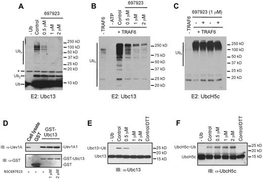 Figure 4. NSC697923 specifically inhibits Ubc13-mediated polyubiquitin chain synthesis in vitro. (A) NSC697923 inhibits the synthesis of polyubiquitin chains catalyzed by Ubc13-Uev1A in vitro. The in vitro reaction, which contains purified E1, Ub, Ubc13, and Uev1A, was carried out with or without the indicated concentrations of NSC697923. The reaction products were analyzed by an anti-Ub Ab on Western blots. The asterisk (*) denotes the signal from the cross-reaction of the Ab with the recombinant Ubc13 protein. (B) Same as in panel A, except that purified GST-TRAF6 was included as the E3 in the complete reaction as indicated. (C) NSC697923 exhibits no inhibitory effect on UbcH5c-mediated polyubiquitin chain synthesis. The assay was carried out as in panel B, except that UbcH5c instead of Ubc13-Uev1A was used as the E2 in the ubiquitination reaction. (D) NSC697923 has no inhibitory effect on the formation of Ubc13-Uev1A complex in vitro. Purified GST or GST-Ubc13 protein was incubated with the cell extracts prepared from OCI-Ly10 cells with or without the presence of NSC697923 as indicated. The amounts of Uev1A protein associated with GST or GST-Ubc13 were analyzed by Western blotting. The first lane was loaded with 8% of the input cell lysate. (E) NSC697923 inhibits the formation of the Ubc13∼Ub thioester conjugate. The assay was carried out as described in panel A, except that the loading buffer for SDS-PAGE gel contained no reducing agents unless otherwise specified and the reaction was analyzed by Western blotting with a Ubc13-specific Ab. (F) Formation of the UbcH5c∼Ub conjugate is not inhibited by NSC697923. The assay was carried out as in panel E, except that UbcH5c instead of Ubc13 and Uev1A was used in the reaction and a UbcH5c-specific Ab was used for Western blot analysis.