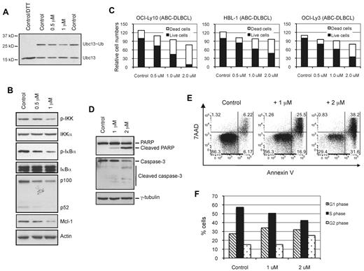 Figure 5. NSC697923 inhibits constitutive NF-κB signaling, proliferation, and survival in ABC-DLBCL cells. (A) Inhibition of the Ubc13∼Ub conjugate formation in DLBCL cells by NSC697923. OCI-Ly10 cells were treated with the indicated concentrations of NSC697923 for 3 hours. The levels of Ubc13∼Ub conjugate were analyzed by Western blotting using a Ubc13-specific Ab as described in Figure 4E. In the figure, the leftmost lane was moved and placed next to the rest of the lanes on the same gel for easy comparison. (B) NSC697923 inhibits constitutive NF-κB activation in ABC-DLBCL cells. OCI-Ly10 cells were treated with the indicated concentrations of NSC697923 for 3.5 hours. The levels of the indicated proteins were analyzed by Western blotting with the respective Abs. (C) NSC697923 inhibits the proliferation and survival of ABC-DLBCL cells. The indicated ABC-DLBCL cells were seeded at 3 × 105 cells/mL in 6-well plates and cultured in the presence of DMSO (0.2%, control) or various concentrations of NSC697923 for 24 hours. The live and dead cells were counted using the trypan blue exclusion assay. Shown are the means from 3 separate experiments. The average number of live cells in the control was set at 100. (D) OCI-Ly10 cells were treated with the indicated concentrations of NSC697923 for 5 hours. The levels of the indicated proteins were analyzed by Western blotting. For the detection of caspase-3, a mixture of a caspase-3 Ab and an Ab specific for the cleaved form of this protein was used. (E) OCI-Ly10 cells were treated as in panel C. The apoptotic cells (annexin V–positive cells) were measured by flow cytometry as described in “Analyses of cell viability, apoptosis, and cell-cycle progression.” A representative result from 3 independent experiments is depicted. (F) OCI-Ly10 cells were treated with the indicated concentrations of NSC697923 for 4.5 hours. Bromodeoxyuridine was then added into the culture medium for 30 minutes before the cells were harvested for cell-cycle distribution analysis as described in “Analyses of cell viability, apoptosis, and cell-cycle progression.” Shown are the averages from 2 independent experiments.