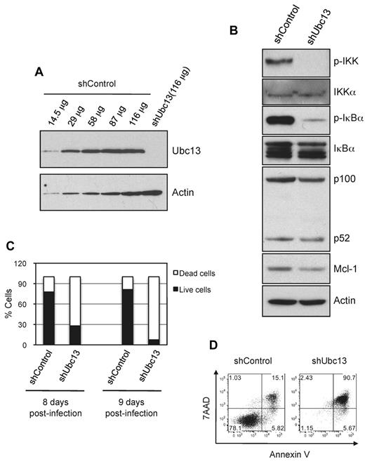 Figure 8. Suppression of Ubc13 expression inhibits constitutive NF-κB signaling and cell survival of ABC-DLBCL cell. (A) Analysis of Ubc13 expression. OCI-Ly10 cells were infected with lentiviruses that express either shControl or shUbc13. The levels of Ubc13 protein in the infected cells were analyzed 7 days after infection by Western blotting with a Ubc13-specific Ab. The amount of total protein lysates loaded in each lane is indicated. (B) Effect of Ubc13 knockdown on constitutive NF-κB signaling in OCI-Ly10 cells. Expression of the indicated proteins was analyzed by Western blotting. (C) Viability of the infected OCI-Ly10 cells was measured by trypan blue exclusion assay at the indicated times after infection. (D) Apoptosis of the infected OCI-Ly10 cells at 9 days after infection was analyzed as described in “Analyses of cell viability, apoptosis, and cell-cycle progression.”