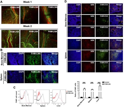 Figure 2. Distribution of FAM-labeled anti–miR-155 in mice. Balb/c mice were dosed with a single tail-vein injection of 25 mg/kg of FAM-labeled anti–miR-155 or saline. (A) Distribution of FAM-labeled anti–miR-155 in cells from mice calvarium BM shown by live in vivo confocal microscopy imaging. Blood vessels are shown by Evans blue staining in red and FAM-labeled anti–miR-155 in green. (B) Distribution of FAM-labeled anti–miR-155 in cells from mice organs shown by immunofluorescent imaging. Cell nuclei are shown by DAPI staining in blue and FAM-labeled anti–miR-155 in green. Scale bar indicates 100 μm. (C) Distribution of FAM-labeled anti–miR-155 in BM, spleen, and liver as measured by flow cytometry. Statistical analysis of flow cytometry results is shown in the lower panel in bar graph. Data are shown as means ± SD. **P < .01. (D) Seven SCID mice were dosed with a single tail-vein injection of 25 mg/kg of FAM-labeled anti–miR-155 or saline immediately after injection of mCherry-Luc+-BCWM1 cells. Distribution of FAM-labeled anti–miR-155 in cells from the organs of mice was detected by immunofluorescent imaging and data from 3 representative mice are shown. Cell nuclei are shown by DAPI staining (blue), mCherry-Luc+-BCWM1 cells in red, and FAM-labeled anti–miR-155 in green. Scale bar indicates 100 μm.