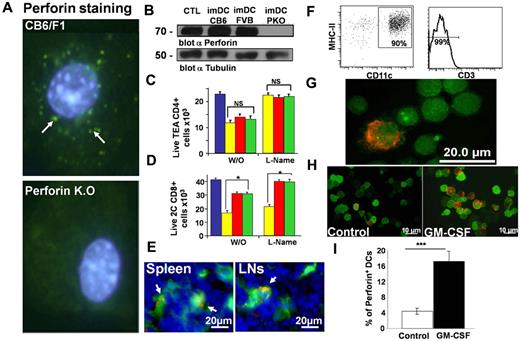 Figure 3. MHC-dependent killing of CD8+ T cells by imDCs is predominantly mediated by perforin and not by the NO system. (A) Representative perforin (green) immunostaining in CB6/F1 and PKO imDCs together with Hoechst 33342 (blue) nuclear staining. (b) Perforin (70 kD) expression was determined by Western blotting. (C-D) CD4+ TEA or 2C CD8+ alloreactive T cells stained with calcein AM green were incubated for 5 hours in the absence (blue) or presence of CB6/F1 (yellow), FVB (red), or PKO (green) imDCs treated or not with the NO inhibitor L-NAME (100 ng/mL) for 20 minutes at 37°C at a 4:1 cell ratio. At the end of the culture, the total number of live stained CD4+ TEA or 2C CD8+ T cells was evaluated by FACS. Average ± SD (n ≥ 3) shown. (E-G) The presence of perforin+CD11c DC under steady state. (E) In situ immunostaining for perforin (red) in the spleens and lymph nodes of CD11c-eYFP mice. Arrows indicate cells that coexpress both markers. Splenocytes from mice expressing eYFP-CD11c were isolated by FACS based on high expression of eYFP, MHC-II, and negative staining for CD3. (F) Phenotype of the enriched cells. (G) Sorted cells were spun onto a slide using Cytospin, fixed, and immunostained for perforin (red). (H-I) Typical immunostaining and quantification of perforin+ DCs in the spleens of mice 14 days after infusion of GM-CSF–secreting B-16 melanoma cells.