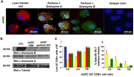 Figure 4. MHC-dependent inhibition of alloreactive CD8+ T cells in MLR: perforin-mediated killing is associated with granzyme A activity. To determine granule location in imDCs, the cells were stained with LysoTracker Red, anti-perforin (green), anti-granzyme A (red) or granzyme B (red), and Hoechst 33342 (blue). Images were taken using a Zeiss ApoTome system. (B) Granzyme B (36 kDa) and granzyme A (28 kDa) expression determined by Western blotting in CB6/F1 or PKO imDCs. Expression of granzyme A and B in CB6/F1 CTLs was used as a positive control. (Ci) Total numbers of live calcein AM green–stained CD8+ 2C cells after incubation for 5 hours in the absence (blue) or presence of imDCs from CB6/F1 (yellow), FVB (red), or PKO (green) at the indicated ratios was determined by FACS. (Cii) At the end of the short-term MLR shown in panel C1, the percentage of specific BLT esterase release was calculated as described in the “Methods.” The bars represent the average ± SD (n ≥ 3).