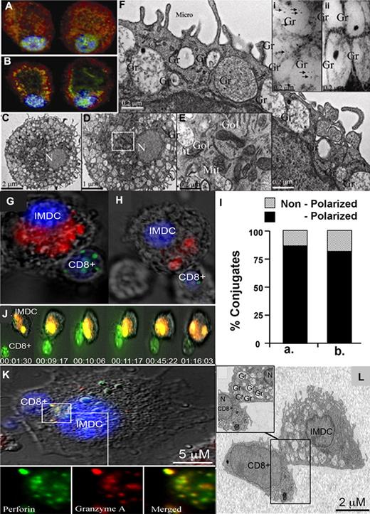 Figure 5. Granules of perforin and granzyme A are located near the cell membrane of the imDCs and are polarized toward the alloreactive CD8+ T-cell contact area. Representative imDC staining for perforin (green), granzyme A (red), and Hoechst 33342 (blue). Conventional triple-fluorescence staining of imDCs (A) was compared with optical sections at axial depth (z = 3μm) taken using the Zeiss ApoTome grid system (B). Typical EM appearance of imDCs (C) exhibiting round morphology with round nuclei (N) and a large number of granules (Gr). (D) Enlarged image of panel C showing evenly distributed granules in the vicinity of the cell membrane. (E) Enlarged image of the white box showing imDC inner cell morphology containing Golgi (Gol) and mitochondria (Mit). (F) imDC granules are in proximity to the cell membrane close to the microvilli (Micro) surrounding the entire cell. EM gold immunostaining for perforin inside of the granules in wild-type (i) and PKO (ii) mice (black dots marked by arrowheads). Confocal microscopy of CB6/F1 (G) or PKO (H) imDCs stained with LysoTracker Red (red) for granules, incubated with calcein AM green–stained 2C CD8+ T cells (green). (I) Quantification of CB6/F1 imDCs (a) versus PKO cell (b) polarization. Conjugates were scored as polarized when vesicles clearly accumulated in the area of contact. At least 50 conjugates were evaluated in each sample. (J) Interaction between specific CB6/F1 imDCs stained with LysoTracker Orange for granules (orange) and calcein AM green 2C CD8+ T cells (green). The elapsed time (h:min:sec) is shown at the bottom of each recorded frame. (K) Granules in imDCs containing perforin (green) and granzyme A (red) move to the area of contact. (L) TEM of conjugates between CB6/F1 imDC and 2C CD8+ T cells also revealing polarization of granules (Gr) toward the contact area in the nucleus (N).