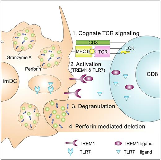 Figure 7. Proposed 4-stage model for mechanism of T-cell suppression by imDCs. (1) Cognate TCR signaling: On recognition and binding of a CD8+ T cells to imDCs, LCK is activated, leading to fast-forming adhesion interactions mediated by TCR/MHC class I. (2) Activation: these interactions lead to the establishment of an immune synapse and to secretion of TLR7/8 and TREM-1 ligand(s) from CD8+ T cells, which activate the tyrosine kinase receptors TREM-1 and TLR7/8 on the imDC cell surface and in imDC granules, respectively. (3) Degranulation: receptor activation leads to polarization toward the contact area of imDC granules containing perforin and granzyme A. Subsequently, the imDCs discharge their lethal cargo. (4) Perforin-mediated deletion: This leads to rapid cell lysis of the CD8+ T cell.