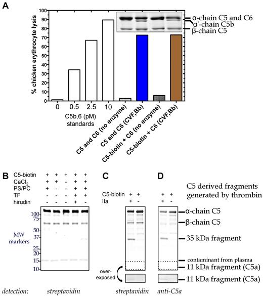 Figure 2. C5 cleavage during tissue factor-induced clot formation. (A) Hemolytic activity of biotinylated C5 was confirmed. Reactions containing C6 (600nM) and either C5 (400nM) or C5-biotin (400nM) were incubated with C5 convertase (CVF,Bb; 100nM) for 90 minutes at 37°C. Aliquots of the reaction were subjected to SDS-PAGE followed by Coomassie staining to assess activation cleavage or diluted 160 000-fold for the terminal pathway (TP) assay to measure erythrocyte lytic activity. Lack of enzyme with C6 and either C5 or C5-biotin resulted in minimal background lysis. A standard curve (left side) was generated by inducing chicken erythrocyte lysis with purified C5b,6 and the addition of C7, C8, and C9. (B) C5 cleavage in plasma during tissue factor (TF)–dependent clot initiation. Thrombin (IIa) generation was initiated in citrated plasma by the addition of TF, phospholipid vesicles, and CaCl2 in the presence of C5-biotin, and reactions proceeded for 1 hour at 37°C. Coimmunoprecipitation was performed on the clot fluid phase using avidin agarose to isolate all biotinylated C5-containing fragments. Reactions were analyzed on a 4%-20% Tris-HCl gel under reducing conditions and detected by Western blotting using IRDye 800CW Streptavidin. No C5a was detected, but a 35-kDa fragment was generated that was absent when thrombin was inhibited with hirudin. (C-D) Cleavage of C5-biotin (400nM) was assessed in vitro by incubating it with or without 20nM thrombin for 1.5 hours at 37°C. Reaction products were detected by Western blotting using IRDye 800CW Streptavidin (C) or a polyclonal rabbit antibody against C5a and secondary goat anti–rabbit IgG (H + L) IRDye 680 (D), both of which revealed a novel C5-derived 35-kDa fragment. An area of the blot (dotted box) corresponding to the location of C5a was overexposed and depicted below to show the presence of tiny amounts of C5a formed by thrombin in the in vitro cleavage reaction.