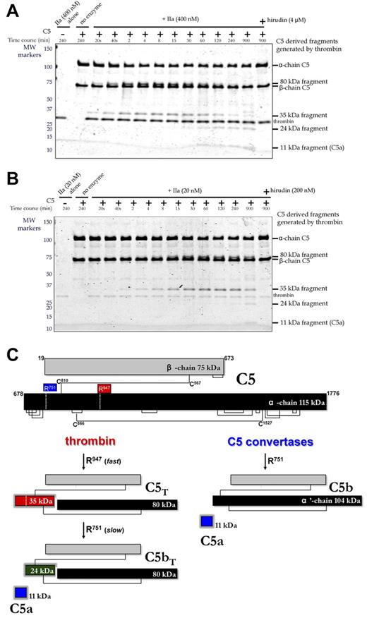 Figure 3. Temporal analysis of thrombin-mediated cleavage of plasma-derived C5. (A-B) C5 (400nM) was incubated with plasma-derived thrombin (IIa; 400nM, A; 20nM, B) in the presence and absence of hirudin (4μM, A; 200nM, B) in HBS-M7 at 37°C. Aliquots from each reaction were removed at selected time intervals for analysis. For comparison, thrombin and C5 alone are shown in lanes 1 and 2, respectively. Molecular weight (MW) markers on the left are in kDa. (C) Schematic of C5 proteolysis by thrombin and C5 convertase is shown with the number and position of relevant amino acid residues. Thrombin-derived cleavage products were determined by mass spectrometry after in-gel trypsin digestion. C5 convertases cleave only at R751 generating C5a and C5b, the latter comprising the β-chain and a disulfide linked 104-kDa α′-chain.