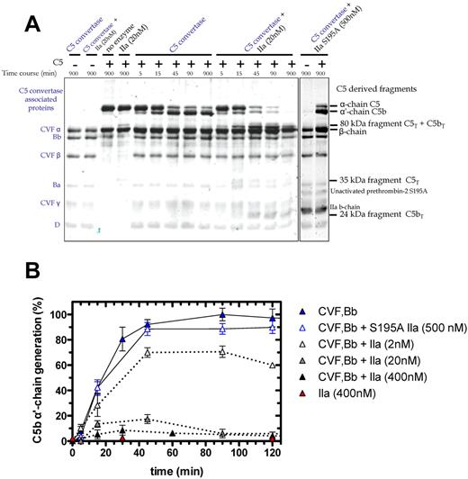 Figure 4. Time course of C5 cleavage by thrombin and C5 convertase. (A) SDS-PAGE analysis of plasma-derived C5 (400nM) cleavage with C5 convertase (CVF,Bb; 100nM) alone or combined with thrombin (20nM) or with S195A thrombin (500nM). At selected time intervals, aliquots of the reactions were subjected to SDS-PAGE under reducing conditions. Proteins were visualized by Coomassie staining. Additional lanes on right are shown to match bands to their corresponding protein. (B) Generation of the C5b α′-chain is shown over time during C5 cleavage with C5 convertase alone (CVF,Bb; 100nM; blue) or thrombin alone (IIa: 400nM; red) or with both C5 convertase (CVF,Bb; 100nM) and thrombin (IIa: 2nM; light gray, 20nM; dark gray or 400nM; black) or with inactive S195A thrombin (S195A IIa: 500nM; clear with blue border). C5b α′-chain–containing bands were quantified by scanning densitometry. C5b α′-chain generated by C5 convertase after 90 minutes was considered 100%. Data are mean ± SD of 2-5 independent experiments.