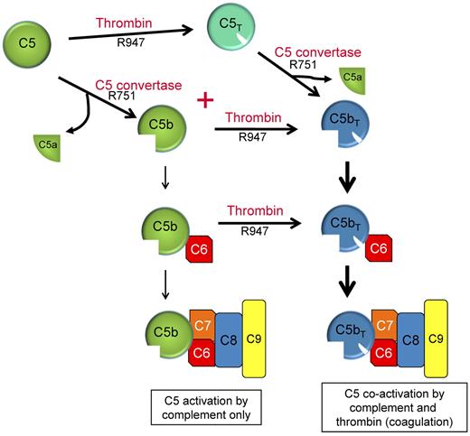 Figure 7. Dual enzyme activation of C5. C5b, the product of C5 activation, has been regarded as the exclusive initiator of MAC complex assembly (left: C5 activation by complement only). C5 convertases and thrombin are often simultaneously formed in response to many pathologies in vivo to maintain homeostasis. We propose that activation of C5 proceeds via 2 pathways using either C5T or C5b as reaction intermediates and C5a and C5bT as final reaction products. C5b,6 that is formed is probably rapidly converted to C5bT,6.