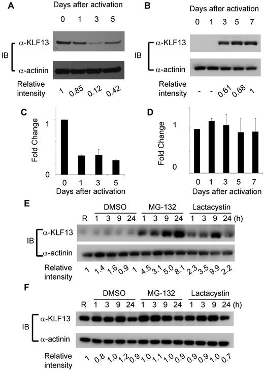 Figure 2. Differential regulation of KLF13 protein in human and mouse T lymphocytes. (A-B) Western blot analysis of KLF13 expression in mouse (A) or human (B) T cells activated with anti-CD3 and anti-CD28 Abs. (C-D) RT-PCR of KLF13 mRNA levels in mouse (C) and human (D) T cells activated with anti-CD3 and anti-CD28 Abs. (E-F) Western blot analysis of KLF13 expression in human (E) or mouse (F) T cells treated with DMSO (vehicle control), MG-132 (5 μg/mL) or lactacystin (10μM). Relative intensity was determined by ImageJ Version 1.46 software (National Institutes of Health). Data are representative of 3-7 similar experiments. IB indicates immunoblot. Data are mean ± SD.