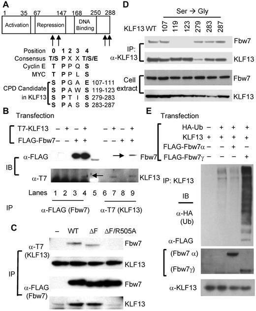 Figure 3. Fbw7 interacts with KLF13 and catalyzes its ubiquitination. (A) CPD candidate sequences in KLF13 are compared with CPD consensus sequences and CPD sequences in cyclin E and Myc. (B) HEK293T cells were transiently transfected with plasmids that express T7-tagged KLF13 and/or FLAG-tagged Fbw7. Cell lysates were immunoprecipitated (IP) with anti-T7 Ab or anti-FLAG Ab and analyzed by Western blot analysis. Co-IP bands are marked by arrows in lanes 4 and 9. (C) HEK293T cells were transiently transfected with plasmids that express T7-tagged KLF13 and/or WT and mutated forms (ΔF and ΔF/R505A) of FLAG-tagged Fbw7. Whole-cell extracts were IP and analyzed by immunoblot (IB). (D) HEK293T cells were transiently transfected with plasmids expressing KLF13 (WT or S/G-mutated forms at indicated amino acid residue) and FLAG-tagged Fbw7. Whole-cell extracts were IP by anti-KLF13 Ab and analyzed by IB. (E) HEK293T cells were transiently transfected with plasmids that express KLF13, FLAG-tagged Fbw7 (α or γ) and HA-tagged ubiquitin (Ub). Cell lysates were IP with anti-KLF13 Ab for Western blot analysis with anti-HA Ab. Whole-cell extracts were analyzed by Western blot analysis with anti-FLAG Ab for Fbw7 or anti-KLF13 Ab.
