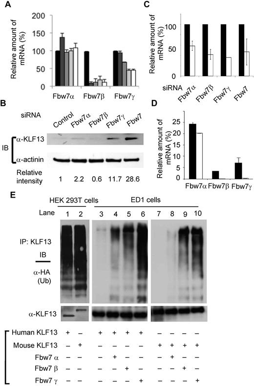 Figure 4. Fbw7γ regulates KLF13 in human T cells. (A) Total RNA was prepared from human T cells activated with anti-CD3 plus anti-CD28 Abs for 0 (black bar), 1 (dark gray bar), 2 (medium gray bar), 3 (light gray bar), or 5 (open bar) days. The mRNA level of each Fbw7 isoform was determined by RT-PCR and normalized to the level in day 0 resting T cells. (B-C) Human T cells were transfected with control siRNA or siRNA for each isoform of Fbw7. After 24 hours, the cells were analyzed by immunoblot assay with the use of anti-KLF13 Ab (B) or by RT-PCR (C). (D) Relative expression levels of human and mouse Fbw7 were determined by RT-PCR and normalized to HPRT expression. (E) HEK293T cells (lanes 1-2) were transiently transfected with human KLF13 (lane 1) or mouse V5-tagged KLF13 (lane 2) and HA-tagged ubiquitin (Ub). The cell lysates were immunoprecipitated (IP) with anti-KLF13 Ab for Western blot analysis with anti-HA Ab or anti-KLF13 Ab. ED1 cells (lanes 3-10) were transiently transfected with plasmids expressing human (lanes 3-6) or mouse V5-tagged KLF13 (lanes 7-10), Flag-tagged Fbw7α (lanes 4,8), Fbw7β (lanes 5,9), Fbw7γ (lanes 6,10) and HA-tagged Ub (all lanes). The cell lysates were IP with anti-V5 Ab for Western blot analysis with anti-HA Ab or V5 Ab. Data are mean ± SD.