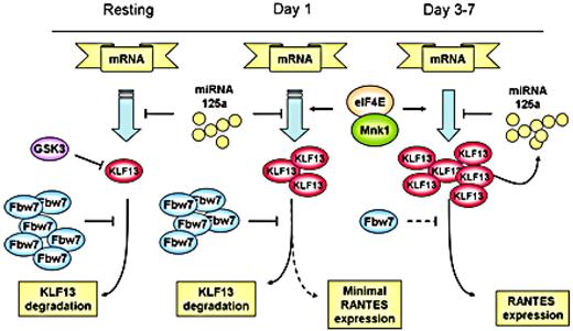 Figure 7. Multiple mechanisms regulate KLF13 expression during human T-cell activation.