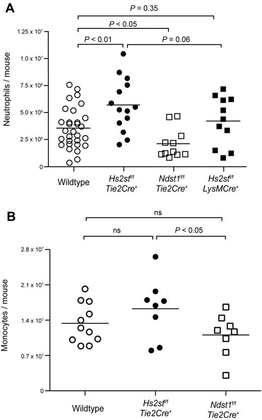 Figure 2. Hs2stf/fTie2Cre+ mice show increased neutrophil and monocyte infiltration in thioglycolate-induced peritonitis. (A) Mice were injected intraperitoneally with sterile 3% thioglycolate broth. After 4 hours, the peritoneum was lavaged and infiltrated cells were collected. The cells were stained with a Gr-1 specific antibody followed by flow cytometry to quantify the total number of neutrophils. (B) In another set of animals, the peritoneum was lavaged after 18 hours and infiltrated cells were harvested. The cells were stained with antibodies specific for Gr-1 and F4/80 to quantify the total number of monocytes by flow cytometry. Each symbol represents a single mouse. ns indicates not significant.