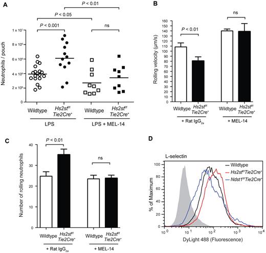 Figure 4. L-selectin contributes to the enhanced neutrophil infiltration in Hs2stf/fTie2Cre+ mice. (A) LPS (1 μg per mouse) was injected into dorsal air pouches; and after 4 hours, infiltrated neutrophils were collected and quantified. A set of wild-type and Hs2stf/fTie2Cre+ mice were injected intravenously with a blocking antibody to L-selectin (MEL-14) 1 hour before LPS injection. Each symbol represents a single mouse. (B) Effect of MEL-14 on neutrophil rolling velocity was assessed in vitro using flow chambers. Neutrophils were pretreated with either control IgG or MEL-14 and infused through the slides (n = 6). (C) The number of rolling neutrophils was quantified after pretreatment with either control IgG or MEL-14 (n = 6). Error bar represents SEM. (D) Binding of L-selectin-Fc fusion protein to wild-type or mutant lung endothelial cells was measured by flow cytometry. Black represents binding to wild-type cells; red, binding to Hs2stf/fTie2Cre+ cells; and blue, binding to Ndst1f/fTie2Cre+. The control sample was incubated only with anti–Fc-DyLight488 and is shown as filled gray histogram. ns indicates not significant.