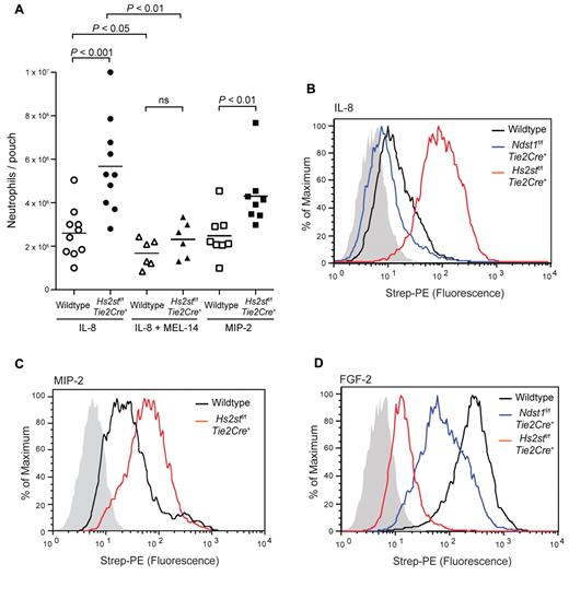 Figure 5. Hs2stf/f Tie2Cre+ mice show increased neutrophil infiltration to IL-8 and MIP-2. (A) IL-8 or MIP-2 was injected into preformed dorsal air pouches. After 4 hours, pouches were lavaged and infiltrating neutrophils were quantified by flow cytometry. In a separate experiment, animals were treated with MEL-14 antibody by intravenous injection before injection of IL-8 into the pouch. Each symbol represents a single mouse. ns indicates not significant. (B) Binding of biotinylated IL-8 to wild-type or mutant lung endothelial cells was measured by flow cytometry. Black represents binding to wild-type cells; red, binding to Hs2stf/fTie2Cre+ cells; and blue, binding to Ndst1f/fTie2Cre+. The control sample was incubated only with streptavidin-PE and is shown as filled gray histogram. (C) Binding of MIP-2 to wild-type or mutant lung endothelial cells. (D) Binding of biotinylated FGF-2 to wild-type or mutant lung endothelial cells.