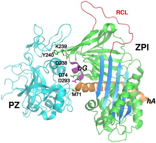 Figure 1. ZPI contact residues in the ZPI-PZ complex interface. ZPI-PZ complex structure (pdb 3F1S) with ZPI in green and PZ pseudocatalytic and EGF2 domains in cyan. The reactive loop (RCL, red), sheet A (blue), helix A (orange), and helix G (purple) of ZPI are highlighted. The 6 ZPI residues of the contact interface in helix A, helix G, and sheet C are represented in stick.