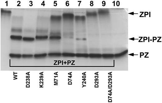 Figure 3. Native PAGE analysis of mutant ZPI binding to PZ. Lane 1 is wild-type ZPI; lanes 2-9, wild-type or mutant ZPIs (approximately 3μM), as indicated, mixed with a molar excess of plasma PZ; and lane 10, PZ.