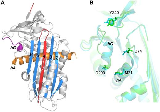 Figure 7. Comparison of the structures of cZPI and ZPI. (A) Ribbon structure of cZPI (I2 space group) in gray with sheet A in blue, the cleaved reactive loop in red, helix A in orange, and helix G in purple. (B) Superposition of the PZ-binding sites of native (cyan) and cleaved (green) ZPI by aligning strand 6 of sheet A. The 4 key PZ-interacting residues are represented in stick.