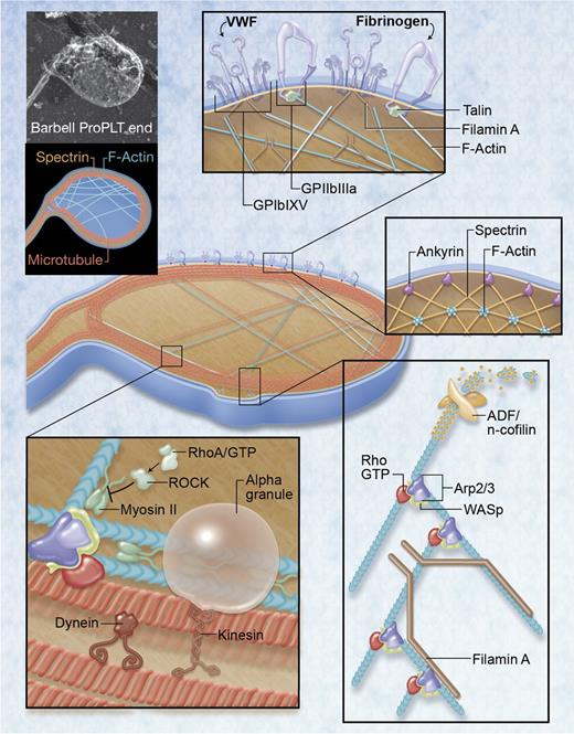 Figure 2. Regulatory factors governing PLT formation and size. Top left: rapid-freeze electron microscopy image and illustration of major cytoskeletal components in the barbell-proPLT end. Boxed regions highlight specific regulatory factors governing PLT formation and size. For rapid-freeze electron microscopy, cells were placed in a solution of 0.75% Triton X-100 in piperazine-N,N-bis-2-ethanesulfonic acid, N-2-hydroxyethylpiperazine-N′-2-ethanesulfonic acid, ethyleneglycoltetraacetic acid, and MgCl2 (PHEM) containing 0.1% glutaraldehyde, 5μM phalloidin, and 30μM taxol, and attached to the surface of poly-L-lysine–coated coverslips by centrifugation at 280g for 5 minutes. The cytoskeleton was rinsed in PHEM solution and fixed for 15 minutes in 1% glutaraldehyde in PHEM. Coverslips were washed in distilled water, rapidly frozen in a liquid helium–cooled copper block, transferred to a liquid nitrogen–cooled stage, freeze-dried at −90°C, and metal cast with 1.2 nm of tantalum-tungsten with rotation at 45° and 3 nm of carbon at 90° without rotation. Replicas were floated, picked up on formvar-carbon–coated grid, and examined in a JEOL 1200-EX transmission electron microscope at 80 kV. Professional illustration by Alice Y. Chen.