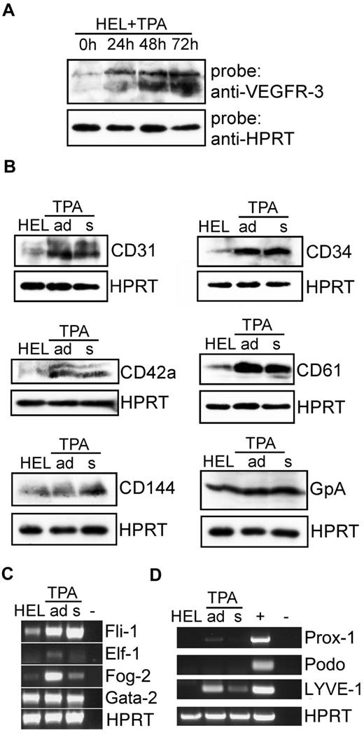 Figure 1. Lymphatic and hematopoietic markers are up-regulated in HEL cells on TPA treatment. (A) VEGFR-3 is up-regulated in HEL cells on TPA treatment. HEL cells were treated with TPA. The cells were harvested 0, 24, 48, or 72 hours after TPA stimulus and analyzed for VEGFR-3 expression using Western blot. Membranes were probed with HPRT Abs as a loading control. (B) Regulation of different hematopoietic markers in HEL cells on TPA treatment. HEL cells were cultured for 72 hours in the presence or absence of TPA. Lysates of the untreated, adherent (ad), and suspension (s) populations occurring after TPA treatment were analyzed using Western blot. Membranes were probed with HPRT Abs as a loading control. (C) Regulation of megakaryocytic transcription factors in HEL cells on TPA treatment. HEL cells were incubated with or without TPA for 72 hours. RNA was isolated from untreated, adherent, and suspension populations of treated HEL cells and transcribed into cDNA. Expression of several transcription factors involved in megakaryopoiesis was assessed using semiquantitative PCR. HPRT served as a loading control. (D) Regulation of lymphatic markers in HEL cells on TPA treatment. HEL cells were incubated with TPA for 72 hours or were left untreated. RNA was isolated from untreated, adherent, and suspension populations of treated HEL cells and then transcribed into cDNA, which served as a template for semiquantitative PCR. Human LECs were used as a positive control. Amplification of HPRT served to demonstrate equal loading.