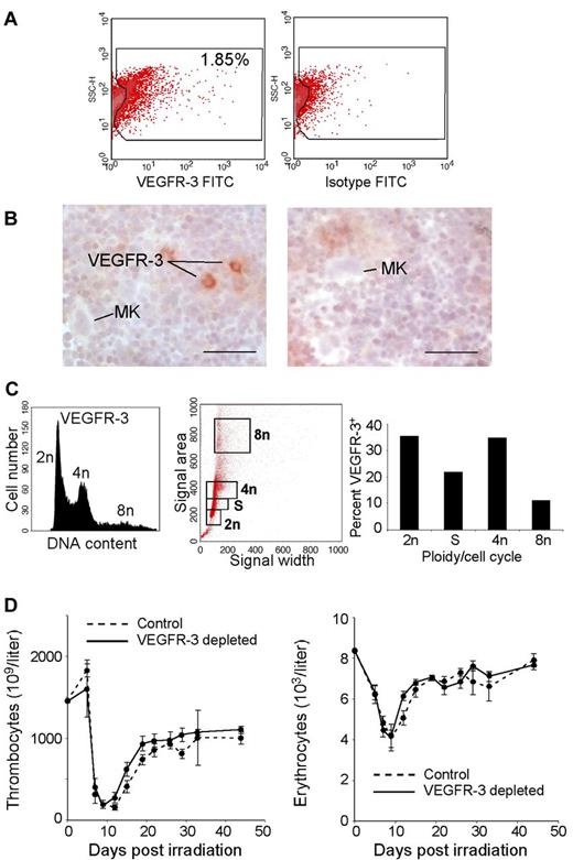 Figure 3. VEGFR-3 is expressed in the murine BM on early megakaryocytic progenitor cells through to the megakaryoblast stage. (A) VEGFR-3 is expressed on primary murine BM cells. Murine BM cells were isolated, treated with Fc-block, and stained with Abs specific for VEGFR-3 (left panel) or an appropriate isotype control (right panel). FACS analysis showed that 1.85% ± 0.31% SEM (n = 9) of the murine BM cells expressed VEGFR-3. Dot plots of 1 representative experiment are depicted. Density plots were used to define a region in which 95% (the 2 outer contours) of the negative control events were excluded. The region was then applied to a plot displaying the stained sample. The number of positive events in both the negative control and the actual sample was then assessed. The percentage of true positive cells was calculated by subtraction of the number of events in the negative control within the defined region from the number of events found in the same region for the actual sample. Identical numbers of events were acquired. (B) VEGFR-3 is expressed on isolated mononuclear cells in the murine BM. Sections of murine femurs were stained with VEGFR-3–specific Abs (left panel, VEGFR-3; right panel, control). MK indicates megakaryocyte. Scale bars indicate 100 μm. (C) Ploidy of VEGFR-3+ cells in the murine BM. VEGFR-3+ BM cells were enriched by MACS and then analyzed in FACS. As a control, cells were treated with an appropriate isotype control. Clumping cells mimicking polyploidy were excluded from the analysis by appropriate gating strategies. The resulting histogram plot shows the DNA content of VEGFR-3+ cells. Dot plots of the DNA content of the cells were used for the quantification of VEGFR-3+ and isotype-treated cells within different ploidy classes or cell cycle stages, respectively (a detailed scheme of the gating strategy is provided in supplemental Figure 2). Subtraction of the background signal generated by unspecific binding of the isotype control allows the calculation of an actual ploidy distribution within the VEGFR-3+ population. (D) VEGFR-3 depletion has no influence on the recovery kinetics of thrombocytes and erythrocytes in lethally irradiated mice. Mice were irradiated with lethal doses of 9 Gy. Within 24 hours after irradiation, the animals were transplanted with VEGFR-3 MACS-depleted BM or complete BM as a control. Blood counts were performed regularly and the recovery of thrombocytes (left panel) and erythrocytes as a control (right panel) were monitored. (n = 5; error bars represent SEM).