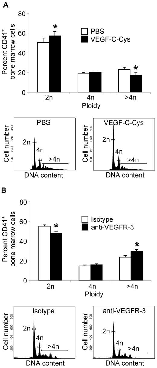 Figure 4. Influence of VEGFR-3 manipulation on the ploidy of primary murine BM cultures in vitro. (A) VEGFR-3 activation. BM cells were cultivated with physiologic concentrations of TPO in presence or absence of VEGF-C-Cys for 72 hours. The TPO concentration was then increased to 37 ng/mL and the cells were incubated for a further 72 hours, after which time they were harvested, stained with CD41-specific Abs, and fixed. After DNA staining with Draq 5, the CD41+ cells were analyzed for their DNA content. The upper plot shows the ploidy distribution of CD41+ BM cells. (n = 6; error bars represent SEM; *P < .05). Histogram plots of representative FACS results are presented below. (B) VEGFR-3–blocking. BM cells were cultivated in the presence of physiologic concentrations of TPO and VEGFR-3–blocking Abs or an appropriate isotype control for 72 hours. The TPO concentration was then increased to 37 ng/mL and the cells were incubated for a further 72 hours, after which time they were harvested, stained with CD41–specific Abs, and fixed. After DNA staining with Draq 5, the CD41+ cells were analyzed for their DNA content. The upper plot shows the ploidy distribution of CD41+ BM cells. (n = 10; error bars represent SEM; *P < .05). Histogram plots of representative FACS results are presented below.