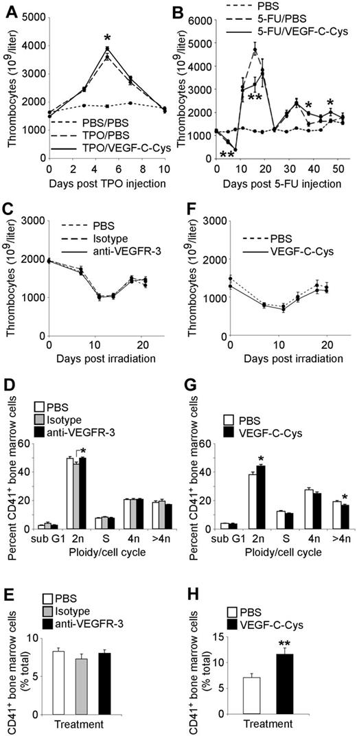 Figure 5. Effects of VEGFR-3 manipulation on platelet counts in TPO-stimulated and 5-FU–treated mice and on platelet recovery and CD41+ BM cells after sublethal irradiation in vivo. (A) Mice were either mock treated or stimulated with an initial dose of TPO. The mock-treated animals then received daily PBS injections (PBS/PBS). The TPO-treated mice received daily injections of either VEGF-C-Cys (TPO/VEGF-C-Cys) or carrier (TPO/PBS) as a control for 10 days, during which time platelet counts increased and then recovered. Blood was taken regularly and platelet counts were performed. (n = 8; error bars represent SEM; *P = .05). (B) Mice were administered with a single dose of 150 mg/kg of 5-FU and thereafter received daily injections of either VEGF-C-Cys (5-FU/VEGF-C-Cys) or carrier (5-FU/PBS) as a control for 52 days. Other control mice were administered with PBS instead of 5-FU (PBS) and were not further treated. Blood was taken regularly and platelet counts were performed. (n = 4-8; error bars represent SEM; *P < .05; **P ≤ .005 relative to 5-FU/PBS). (C-E) Mice were sublethally irradiated and injected with VEGFR-3 blocking Abs, isotype control Ig or carrier (PBS) every other day for 20 days. Blood was taken regularly and platelet counts were performed. (C) BM was isolated 20 days after irradiation, stained with CD41–specific Abs, and fixed. The DNA of the cells was then stained with Draq5 and the number (D) and ploidy (E) of CD41+ cells was subsequently analyzed in FACS (n = 8; error bars represent SEM; *P < .05). (F-H) Mice were sublethally irradiated and received daily injections of either VEGF-C-Cys or carrier (PBS) as a control for 20 days. Blood was taken regularly and platelet counts were performed. (F) BM was isolated 20 days after irradiation, stained with CD41–specific Abs, and then fixed. The DNA of the cells was then stained with Draq5 and the number (G) and ploidy (H) of CD41+ cells was subsequently analyzed in FACS. (n = 8; error bars represent SEM; *P < .05; **P < .01).