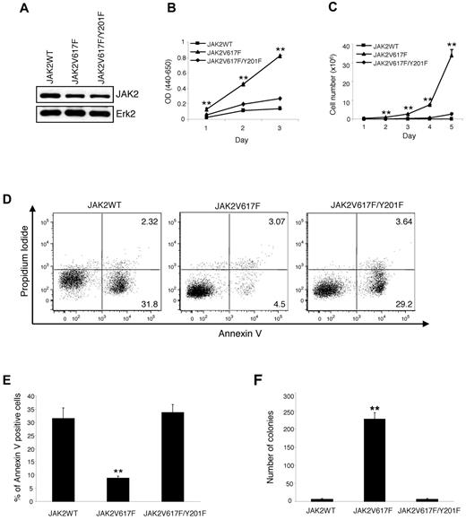Figure 1. JAK2V617F requires tyrosine 201 for cytokine-independent proliferation and transformation of Ba/F3-EpoR cells. Ba/F3-EpoR cells stably expressing JAK2WT, JAK2V617F, and JAK2V617F/Y201F were used. (A) JAK2 protein expression was assessed in these cell lines by Western blot. (B) Cytokine-independent cell proliferation was determined over 3 days using the WST assay. (C) Total numbers of viable cells were counted over 5 days in the absence of cytokine by trypan blue exclusion. In both cases, JAK2V617F-induced cytokine-independent cell proliferation was significantly inhibited by the Y201F mutation. Results shown are representative of 3 independent experiments. Data are mean ± SEM. (D) Flow cytometric analysis shows a marked increase in apoptosis (annexin V+) in Ba/F3-EpoR cells expressing JAK2V617F/Y201F compared with those expressing JAK2V617F 2 days after cytokine withdrawal. Representative dot plots from 3 independent experiments are shown. (E) Percentages of annexin V+ cells from 3 independent experiments are shown in bar graphs as mean ± SEM. Noticeably, the population undergoing apoptosis (annexin V+) in Ba/F3-EpoR cells expressing JAK2V617F/Y201F was significantly higher than those expressing JAK2V617F and identical to those expressing JAK2WT. (F) The Y201F mutation remarkably inhibited the transformation induced by JAK2V617F. Ba/F3-EpoR cells expressing different JAK2 mutants (2.5 × 102 cells/dish) were plated in duplicate in methylcellulose medium without any cytokine. Colonies were counted after 5 days. Data are mean ± SEM from 3 independent experiments. **P < .005 (1-way ANOVA).