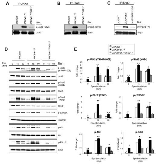 Figure 2. Tyrosine 201 is required for constitutive activation of JAK2V617F and its downstream signaling. (A-C) Ba/F3-EpoR cells expressing JAK2WT, JAK2V617F, and JAK2V617F/Y201F were deprived of cytokine and serum for 6 hours. Tyrosyl phosphorylation of JAK2 (A), Stat5 (B), and Shp2 (C) was detected by immunoprecipitation with specific antibodies against JAK2, Stat5, and Shp2, followed by immunoblotting with phosphotyrosine antibody (4G10). Membranes were reprobed with total antibodies. Note that constitutive tyrosine phosphorylation of JAK2, Stat5, and Shp2 induced by JAK2V617F was significantly inhibited by the Y201F mutation. (D) Ba/F3-EpoR cells expressing JAK2WT, JAK2V617F, and JAK2V617F/Y201F were cytokine and serum-starved followed by stimulation with Epo (3 U/mL) for the indicated times. Cell lysates were prepared and directly immunoblotted with phospho-specific antibodies or total antibodies as indicated. (E) Histograms demonstrate the fold changes in phosphorylation of JAK2, Stat5, Shp2, p70S6K, Akt, and Erk2 compared with the phosphorylation levels in cells expressing JAK2WT. All the data are normalized for the JAK2WT value at 15 minutes, which is set to 1. Data from 3 independent experiments are shown as mean ± SEM. *P < .05 (1-way ANOVA). **P < .005 (1-way ANOVA). Notably, Y201F mutation markedly inhibited the activation of JAK2V617F and downstream signaling pathways, including Stat5, Shp2, p70S6 kinase, Akt, and Erk.