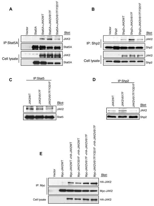 Figure 3. Tyrosine 201 promotes interaction of Stat5 and Shp2 with JAK2V617F. (A-B) JAK2WT, JAK2V617F, or JAK2V617F/Y201F was coexpressed with Stat5A (A) or Shp2 (B) into 293T cells. Stat5A or Shp2 was immunoprecipitated from cell lysates using antibodies against Stat5A (A) or Shp2 (B). Coprecipitated JAK2, Stat5A, and Shp2 were determined by immunoblotting using specific antibodies as indicated. (C-D) Ba/F3-EpoR cells expressing JAK2WT, JAK2V617F, or JAK2V617F/Y201F were cytokine and serum deprived before harvesting. Cell lysates were immunoprecipitated by an anti-Stat5 (C) or anti-Shp2 antibody (D) and subjected to immunoblotting with the indicated antibodies. Note that the Y201F mutation significantly inhibited the interaction between JAK2V617F and Stat5 as well as the interaction between JAK2V617F and Shp2. (E) Y201 is not required for dimerization of JAK2WT or JAK2V617F. The 293T cells were cotransfected with Myc- and HA-tagged JAK2WT or different JAK2 mutants as indicated. Myc-tagged JAK2WT or mutants were efficiently coimmunoprecipitated with HA-tagged JAK2WT or JAK2 mutants. Notably, Y201F mutation did not affect the self-association or dimerization of JAK2WT or JAK2V617F.