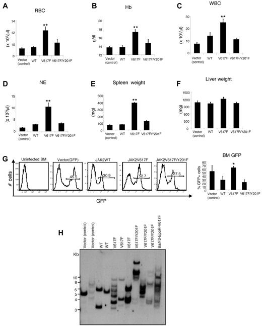 Figure 4. Tyrosine 201 is required for efficient induction of MPNs by JAK2V617F. BM from 6-week female Balb/c mice was infected with retroviruses expressing vector (control), JAK2WT, JAK2V617F, or JAK2V617F/Y201F and then transplanted into lethally irradiated Balb/c recipient mice. Peripheral blood red blood cell (A), hemoglobin (B), white blood cell (C), and neutrophil (D) counts in mice receiving JAK2V617F/Y201F-transduced BM (n = 10) were significantly reduced compared with mice receiving JAK2V617F-transduced BM (n = 10) and were comparable with those receiving vector control- or JAK2WT-transduced BM (n = 5) 8 weeks after transplantation. (E) Spleen weight. Mice receiving JAK2V617F-transduced BM developed profound splenomegaly compared with the control (vector or JAK2WT) mice. The Y201F mutation significantly inhibited the JAK2V617F-evoked increase in spleen weight (n = 5 for mice receiving vector control- or JAK2WT-transduced BM; n = 6 for mice receiving JAK2V617F- or JAK2V617F/Y201F-transduced BM). (F) Liver weight. No significant difference was observed in the liver size among all 4 groups of mice (n = 5). (G) Flow cytometric analysis of GFP expression in the BM 8 weeks after transplantation. Histogram represents the percentage of GFP+ population in the BM of the transplanted mice (n = 5). *P < .05 (1-way ANOVA). **P < .005 (1-way ANOVA). Data are mean ± SEM. (H) Southern blot analysis with a radioactive GFP probe demonstrating oligoclonal integration of proviral clones in the BM of the transplanted animals expressing vector (control), JAK2WT, JAK2V617F, or JAK2V617F/Y201F. DNA from Ba/F3-EpoR-JAK2V617F cells is included at right. DNA size markers are shown in kilobases at left.