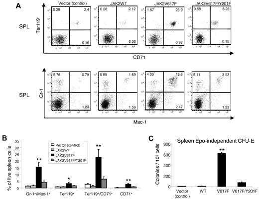 Figure 6. Effects of the Y201F mutation on hematopoietic progenitors expressing JAK2V617F. (A) Flow cytometric analysis demonstrates significant decrease in Ter119+CD71+ erythroid precursors and Gr-1+Mac-1+ myeloid population in the spleens of mice transplanted with JAK2V617F/Y201F-transduced BM compared with mice transplanted with JAK2V617F-transduced BM. Representative dot plots are presented. (B) Histogram shows the percentage of Gr-1+Mac-1+, Ter119+, Ter119+CD71+, and CD71+ populations in the spleens (n = 4 for mice expressing vector control or JAK2WT; n = 6 for mice expressing JAK2V617F; n = 7 for mice expressing JAK2V617F/Y201F). Noticeably, the Y201F mutation markedly inhibited the JAK2V617F-evoked increase in Gr-1+Mac-1+, Ter119+, Ter119+CD71+, and CD71+ populations, and there were no significant differences in those populations among mice transplanted with vector control, JAK2WT-, or JAK2V617F/Y201F-transduced BM. (C) Analysis of Epo-independent CFU-E colony formation in the spleen. A total of 1 × 105 spleen cells were seeded in methylcellulose medium without any cytokine (Methocult M3234). CFU-E colonies were scored after 2 days. Data are mean ± SEM from 3 independent experiments. *P < .05 (1-way ANOVA). **P < .005 (1-way ANOVA).