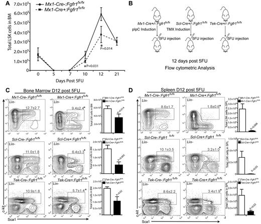 Figure 1. FGFR1 inactivation impairs HSPC recovery after BM damage. (A) Comparison of LSK numbers in BM of Mx1:Control and Mx1:CKO mice at the indicated times after 5FU (n = 2-4). (B) Illustration of Cre induction, 5FU-induced BM damage, and analyses of Fgfr1 control (Cre−:Fgfr1fx/fx) and CKO (Cre+:Fgfr1fx/fx) mice. Polyinosinic:polycytidylic acid (pIpC). Tamoxifen (TMX). (C) Flow cytometric analyses of the LSK population and comparison of absolute numbers of LSK cells in BM from Mx1:Control, Mx1:CKO (n = 4), Scl:Control, Scl:CKO (n = 6), and Tek:Control, Tek:CKO (n = 6) mice 12 days after 5FU. (D) Flow cytometric analyses of the LSK population and comparison of absolute numbers of LSK cells in spleen from Mx1:Control, Mx1:CKO (n = 4), Scl:Control, Scl:CKO (n = 5), and Tek:Control, Tek:CKO (n = 6) mice 12 days after 5FU (*P < .05). Data pooled from at least 2 independent experiments.