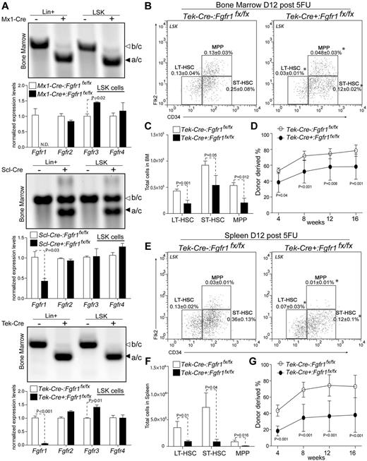 Figure 2. Comparison of gene deletion efficiency in Fgfr1 CKO models and testing functions of HSPCs in BM and spleen after BM damage. (A) Purified DNA and mRNA from sorted lineage positive (Lin+) and LSK populations in BM of Fgfr1 control and Fgfr1 CKO animals at 12 days after 5FU. PCR to detect recombined (primer a/c 300 bp) and unrecombined allay (primer b/c 400 bp). qRT-PCR detection of gene expression analysis of Fgfr1, 2, 3, 4 in LSK cells. ND = not detected. (B-E) Flow cytometric analyses of HSPCs (LT-HSC, ST-HSC, MPP) in LSK population in BM (B) and spleen (E) of Tek:Control, Tek:CKO (n = 4-6) mice 12 days after 5FU. Frequencies of total TNC shown in plots. (C-F) Comparison of absolute numbers of HSPCs (LT-HSC, ST-HSC, MPP) in BM (C) and spleen (F) from Tek:Control, Tek:CKO (n = 4-6) mice 12 days after 5FU. (D-G) Two × 105 BM cells (D) or 2.5 × 105 spleen cells (G) from Tek:Control, Tek:CKO mice (CD45.2) transplanted 12 days after 5FU with 2 × 105 rescue BM cells (CD45.1) into lethally irradiated Ptprc recipients. PB analysis for total engrafted donor cells at 4, 8, 12 and 16 weeks posttransplantation (n = 10 per group). Error bars indicate SD (*P < .05).