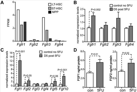 Figure 3. FGF signal is activated post BM damage. (A) RNA-seq analysis of HSPCs for Fgfrs. Expression level shown by FPKM (fragments per kilobase of exon per million fragments mapped). (B) Gene expression analysis of Fgfr1, 2, 3, 4 using qRT-PCR on BM CD34−LSK cells from C57Bl/6 WT mice 5 days after 5FU (n = 3). (C) Gene expression analysis of Fgf1, 2, 3, 4, and 10 using qRT-PCR on BM cells from C57Bl/6 WT mice on the days indicated after 5FU (n = 3). (D) FGF1 and FGF2 protein levels as determined by ELISA of BM supernatants of C57Bl/6 WT mice after 5FU at 5 and 10 days, respectively (n = 3).