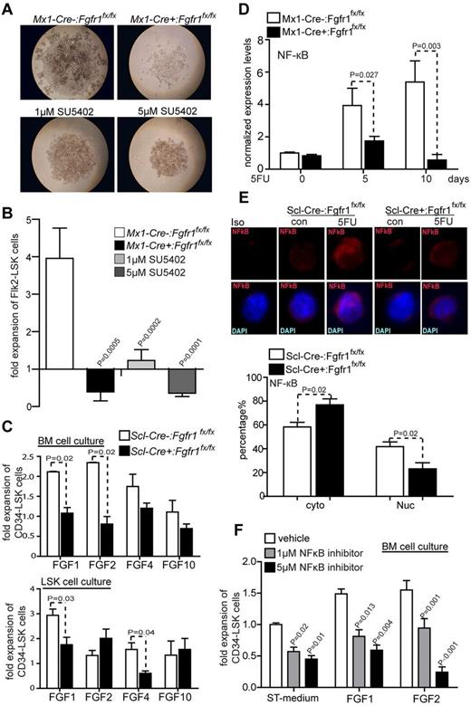Figure 4. FGF signals facilitate HSPC expansion through FGFR1. (A) BM Flk2−LSK cells from Mx1:Control or Mx1:CKO cultured with or without SU5402 14 days. Representative data from 3 independent experiments. (B) Comparison of fold increase of Flk2−LSK cells from Mx1:Control, Mx1:CKO and Mx1:Control plus SU5402 at 1 or 5μM after 14 days culture (n = 6). (C) Comparison of fold increase of CD34−LSK cells from BM cells and sorted LSK cells from Scl:Control and Scl:CKO mice, respectively, plus FGF1, 2, 4, or 10 with standard medium after 14 days culture (n = 3). (D) Gene expression analysis of NFκB using qRT-PCR on BM Flk2−LSK cells from Mx1:Control, Mx1:CKO mice on the days indicated after 5FU (n = 3). (E) Representative immunostaining and quantification of subcellular location of NFκB in CD34−LSK cells sorted from Scl:Control and Scl:CKO mice. Data pooled from 2 independent experiments. (F) Comparison of fold increase of CD34−LSK cells from BM cells in C57Bl/6 WT mice plus FGF1, FGF2, or with standard medium plus NFκB inhibitor at 1 or 5μM, respectively, as indicated after 14 days culture (n = 4).