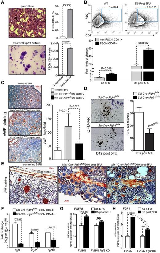 Figure 5. FGFR1 inactivation impairs megakaryocyte proliferation and FGF production induced by BM damage. (A) Cytospin followed by H&E staining and comparison of the frequency and absolute number of FSChi CD41-positive population in BM cells pre and post–2-week culture (n = 3). (B) Flow cytometric analyses of BM FSChiCD41+ cells and gene expression analysis of Fgfr1 using qRT-PCR on BM FSChiCD41+ and non-FSChiCD41+ cells from C57Bl/6 WT mice on the days indicated after 5FU (n = 4). (C) Mks stained using VWF (red) and hematoxylin (blue) to label nuclei. Quantification of the numbers of VWF+ Mks per field of view from BM and representative BM sections of Fgfr1 Mx1:Control, Mx1:CKO mice at 10 days after 5FU compared with day 0 (n = 3). (D) Quantification of CFU-Mks and representative CFU-Mk (brown colonies) from Fgfr1 Scl:Control, Scl:CKO BM at 12 days after 5FU. Representative data from 2 independent experiments. (E) Mks attached to blood vessel stained by VWF at 10 days after 5FU. (F) Gene expression analysis of Fgf1, 2 and 10 using qRT-PCR on BM Mks (FSChiCD41+ cells) from Fgfr1 Scl:Control and Scl:CKO mice on the days indicated after 5FU. (G-H) Expression analysis of FGFR1(G) and FGF1(H) using mean fluorescence intensity (MFI) on BM Mks (FSChiCD41+ cells) from FVB/N WT and FVB/N Fgf2 KO mice (n = 4).