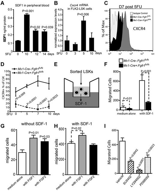 Figure 7. FGFR1 inactivation disrupts SDF-1-CXCR4 pathway for HSPC migration. (A) SDF-1 protein level as determined by ELISA of PB supernatants of C57Bl/6 WT mice on days indicated after 5FU (n = 4). (B) Gene expression analysis of Cxcr4 using qRT-PCR on BM Flk2−LSK cells from C57Bl/6 WT mice on the days indicated after 5FU (n = 2). (C-D) Timeline of CXCR4 surface expression as a percentage of LSK cells in BM from Mx1:Control and Mx1:CKO mice after 5FU (n = 3). (E) Illustration of transwell migration assay. (F) Comparison of the chemotactic ability of Mx1:Control, and Mx1:CKO LSKs (n = 4). (G-H) Comparison of the chemotactic ability of LSKs from C57Bl/6 WT mice plus FGF1, FGF2, or with standard medium (G) without the presence of SDF-1 (n = 3) and (H) with the presence of SDF-1 (n = 3). (I) Comparison of the chemotactic ability of LSKs from C57Bl/6 WT mice in the presence of the following inhibitors: SU5402, LY294002, and PD98059 (n = 6). All results repeated at least 2 times.