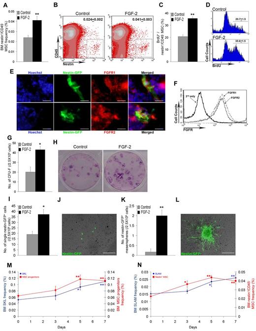Figure 5. FGF-2 induces expansion of Nestin-expressing MSCs and increases expression level of SCF. C57BL/6 Nestin-GFP mice were treated with PBS or FGF-2 (n = 6). (A) Percentage of BM Nestin+/CD45− MSCs as determined by flow cytometry. (B) Representative flow cytometry density plot analysis of BM Nestin+/CD45− MSCs. Numbers indicate the percentage of BM Nestin+/CD45− MSCs. (C) Percentage of bromodeoxyuridine-positive (BrdU+) cells from BM Nestin+/CD45− MSCs as determined by flow cytometry. (D) Representative flow cytometry histogram analysis of BrdU incorporation in BM Nestin+/CD45− MSCs. Numbers indicate the mean percentage ± SEM of BrdU+ cells from BM Nestin+/CD45− MSCs. (E) Representative tissue expression of Hoechst, Nestin, and FGFR1/2 in C57BL/6 Nestin-GFP mice BM at steady-state conditions (100×). Scale bar represents 20 μm. (F) Representative flow cytometry histogram analysis of FGFR1/2 expression on BM Nestin+/CD45− MSCs. (G) Number of CFU-Fs derived from 2.5 × 106 total BM cells taken from control or FGF-2–treated mice. (H) Representative images of CFU-Fs derived from 2.5 × 106 total BM cells taken from control or FGF-2–treated mice. (I) Number of Nestin-GFP+ cells counted in cultures derived from 2.5 × 106 total BM cells taken from control or FGF-2–treated mice. (J) Representative image of Nestin-GFP+ cells found in cultures in scattered single-cell appearance (10×). Scale bar indicates 200 μm. (K) Number of Nestin-GFP+ adherent mesenspheres counted in cultures derived from 2.5 × 106 total BM cells taken from control or FGF-2–treated mice. (L) Representative image of Nestin-GFP+ adherent mesensphere found in cultures (10×). Scale bar indicates 200 μm. C57BL/6 Nestin-GFP mice were treated with PBS or FGF-2 for the indicated time points (n > 4). (M) Percentage of BM SKL (blue) and BM CD45−/CD11b−/Sca-1+/CD29+ (red) MSC progenitors as determined by flow cytometry. (N) Percentage of BM SLAM (blue) and BM Nestin+/CD45− (red) MSCs as determined by flow cytometry. *P < .05; **P < .01. Data shown are means ± SEM.