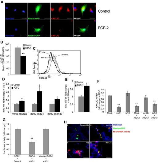 Figure 6. FGF-2 down-regulates CXCL12 mRNA levels via mir-31 up-regulation. (A) Representative cultured-cell expression of Hoechst, Nestin, and internal CXCL12 in cultures of total BM cells from C57BL/6 Nestin-GFP mice treated with PBS or FGF-2 for 48 hours (100×). Scale bar indicates 20 μm. (B) Membrane-associated functional CXCL12 expression on BM Nestin+/CD45− MSCs as determined by flow cytometry. (C) Representative flow cytometric analysis of membrane-associated functional CXCL12 levels on BM Nestin+/CD45− MSCs. (D) mir-23a, mir-31, and mir-137 levels as determined by qRT-PCR. C57BL/6 mice were treated with either PBS or FGF-2 (n > 7). (E) mir-31 levels in total BM cells as determined by qRT-PCR. Stromal MS-5 cells were transfected with mock transfection, mir-31 mimic, nontargeting control (NTC), mir-31 inhibitor (mir-31i), or the inhibitor nontargeting control (iNTC). In some cases, cultures were treated with FGF-2. (F) CXCL12 mRNA levels as determined by qRT-PCR. HEK293T cells were cotransfected with constructs carrying either luciferase reporter gene with CXCL12 exon 3 plus the CXCL12 3′-untranslated region (UTR) in its 3′-UTR combined with nontargeting control expressing vector or the luciferase reporter gene with CXCL12 exon 3 plus the CXCL12 3′-UTR in its 3′-UTR combined with mir-31–expressing vector or the luciferase reporter gene with muted (mir-31–binding site) CXCL12 exon 3 plus the CXCL12 3′-UTR in its 3′-UTR combined with mir-31–expressing vector. (G) Measured luciferase activity is represented as the fold change relative to the control. (H) Representative tissue expression of Hoechst, Nestin, and miRNA detection probes for mir-31 scramble control (Hi), U6 control (Hii), and (Hiii-iv) mir31 in C57BL/6 Nestin-GFP mice BM (100×). Scale bar indicates 20 μm. *P < .05; **P < .01. Data shown are means ± SEM.