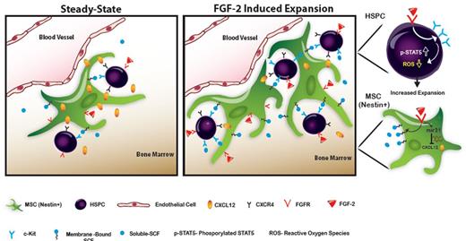 Figure 7. Scheme of the proposed model. At steady-state conditions, HSPCs reside in proximity to “niche” supportive Nestin+ MSCs. FGF-2 is expressed locally in low levels, allowing low-key steady-state maintenance of HSPCs. CXCL12 is expressed at high levels, keeping HSPCs in a quiescent state. After FGF-2 treatment, a dual increase in the Nestin+ MSC and the HSPC pool size occurs. Stromal CXCL12 levels are reduced via mir-31 up-regulation, allowing HSPCs to exit from their quiescent state and begin cycling. Stromal SCF levels are up-regulated, activating c-Kit, which is highly expressed by FGF-2–stimulated HSPCs. Activated c-Kit expands the pool of HSPCs and increases LTR-HSC capacity by decreasing intracellular ROS levels and activating stem cell–maintaining factors such as STAT5.