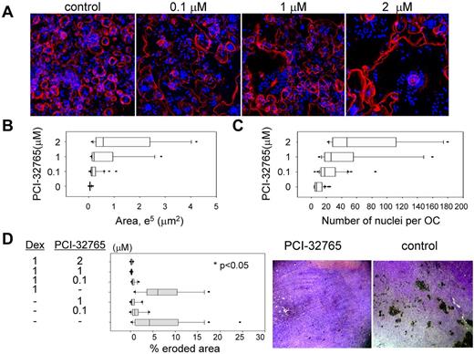 Figure 2. PCI-32765 diminished bone resorption activity. (A) Human OCPs from normal donors were stimulated with RANKL/M-CSF and cultured on glass cover slips for 15 to 17 days, followed by immunofluorescence staining to observe OC morphology using Alexa-568–conjugated phalloidin (red) for actin and 4,6-diamidino-2-phenylindole (blue) for nuclei. (B) Abnormal OCs observed in panel A were further quantitated for extended spreading area per multinucleated OC (> 3 nuclei) and number of nuclei per OC (C). (D) OCPs were cultured on the dentine slice for 2 weeks, in the presence or absence of PCI-32765, alone or with dexamethasone (Dex), and analyzed for pit formation to determine percentage of bone erosion area. Images of representative bone resorption on dentine slices, with or without PCI-32765 treatment, are shown on the right (10× lens).