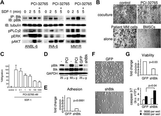 Figure 5. SDF-1–induced adhesion and migration in MM cells were inhibited by PCI-32765, and Btk directly regulates MM cell survival. (A) MM cells were preincubated with PCI-32765 (100nM, +) or control media; the drug was then washed out before stimulation with SDF-1 for 2 and 5 minutes. Lysates were immunoprecipitated (IP) with anti-Btk, and the IPs probed with anti-pBtk. Total cell lysates were further probed with indicated phopho-specific Abs and anti–α-tubulin as a loading control. (B) PCI-32765 was added to patient MM cells in overnight coculture with BMSCs. Images were taken using a Leica DFC300FX and Leica IM50 Image Manager (original magnification ×100). (C) CD138+ patient MM cells were treated with PCI-32765 and allowed to migrate in the absence (−) or presence of SDF-1 (200 ng/mL) in transwells coated with 1 μg/mL sVCAM-1. Bars represent the mean ± SD of triplicates. (D) MM1R cells were transduced with control GFP or shBtk lentiviruses; cell lysates were then prepared for immunoblotting. MM1R cells pretreated with (PCI) or without (−) PCI-32765 served as controls. (E) Three days after lentivirus infection, MM1R cells were labeled with calcein-AM and adherence to BMSCs was assayed in 2 hours. Four days after lentiviral transduction, cell images (F, original magnification ×400) were taken, and cell viability as well as caspase 3/caspase 7 activity (G) were determined.